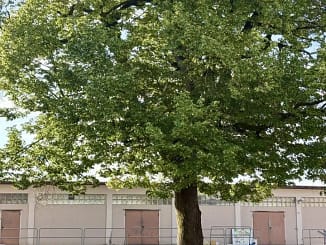 Die alte Linde im ehemaligen Bauhof